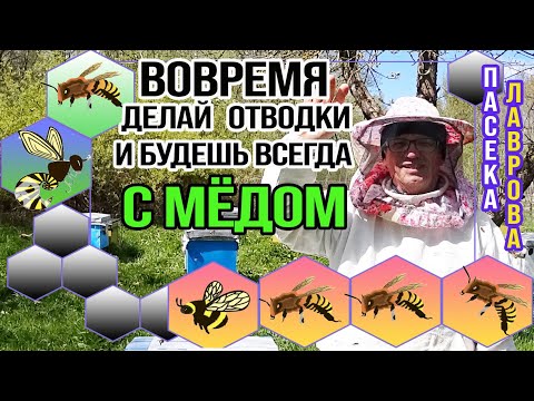 Видео: Вовремя сделай Отводки и будешь с Мёдом.