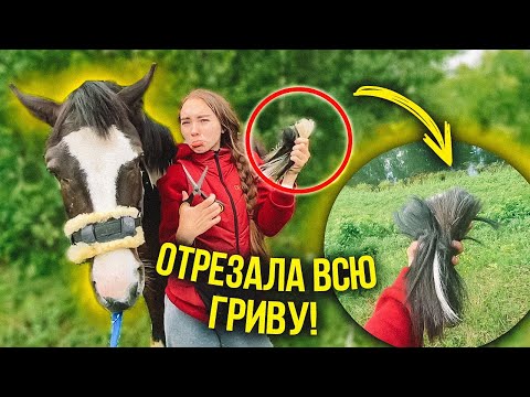 Видео: ОДИН ДЕНЬ из КОНЮШНИ Обстригла Хардину Гриву! / Работа в руках VLOG