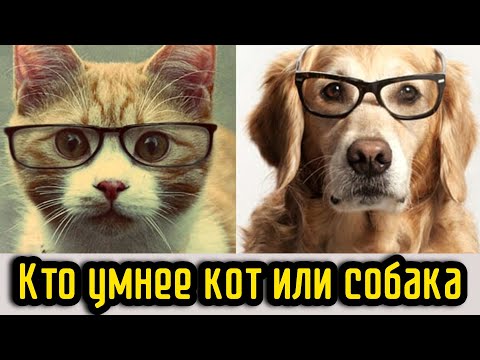 Видео: Кто умнее кот или собака