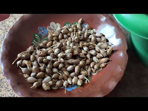 Видео: Семена Табака 