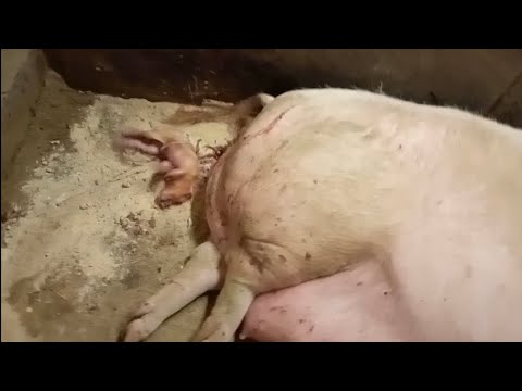 Видео: Очередной опорос не по-моему плану!🐷🐷🐷