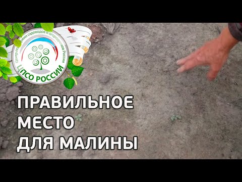 Видео: Выбор места для малины. Где лучше посадить малину.