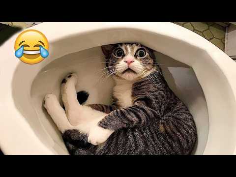 Видео: Самые смешные клипы с кошками и собаками 2025 года😼🐶Постарайтесь не засмеяться😜