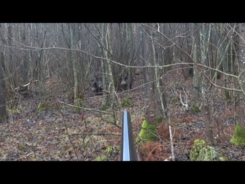 Видео: 8 ЛУЧШИХ МОМЕНТОВ ОХОТЫ !!! СЕЗОНА 2024-2025!!! ЛОСЬ, КАБАН, ЗАЯЦ, ЛИСА!!!