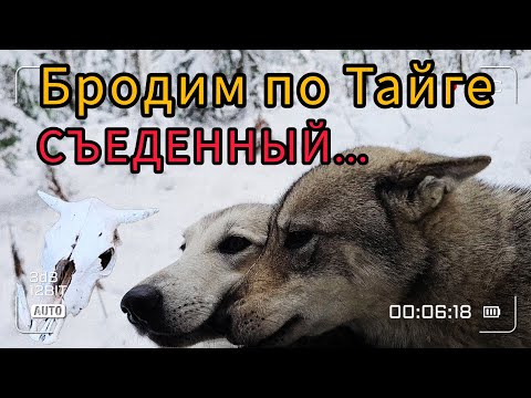 Видео: Бродим по тайге / СЪЕДЕННЫЙ / Медведь рядом