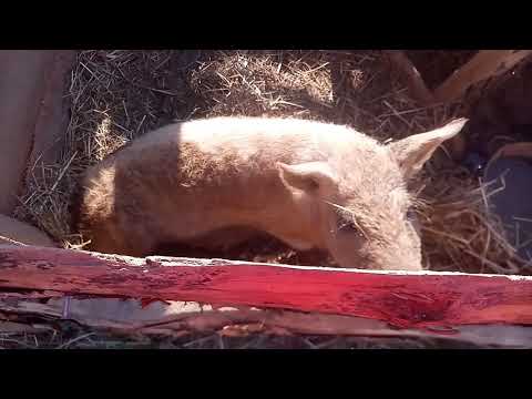 Видео: Наше хозяйство/ свиньи / куры / утки / козы
