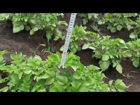 Видео: Як впливають досходові гербіциди на ріст картоплі!