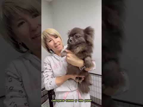 Видео: Новый заезд + 23 очаровательных хвостика в Домике мелкашей. Часть 2