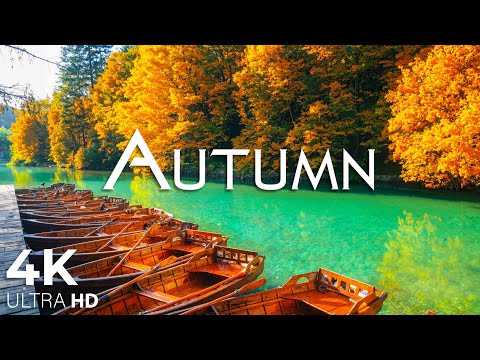 Видео: Осенняя атмосфера и осенняя листва в 4K🍁Осенняя атмосфера🍁Очаровательные осенние леса с прекрасной