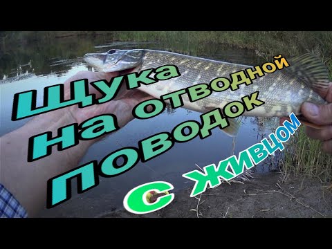 Видео: Щука на отводной поводок с живцом в сентябре. Так я ещё не ловил  г Актобе р Илек 2022г