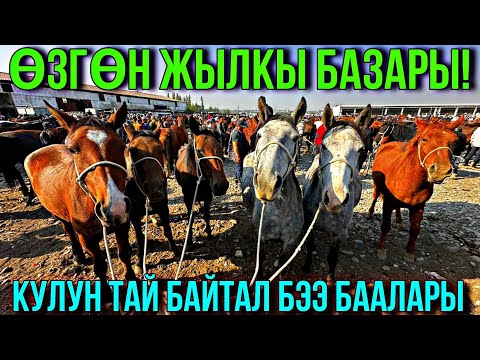 Видео: КУЛУНДАР КӨП ТҮШТҮ БЭЭ БАЙТАЛ ТАЙ  🤯 #байтв