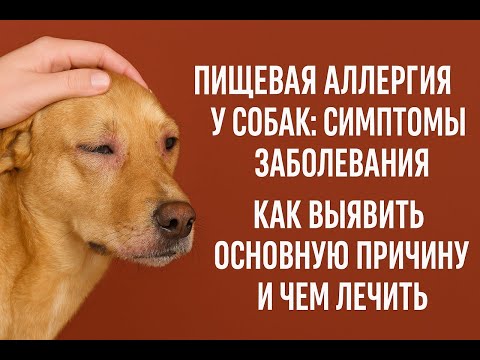 Видео: Пищевая аллергия у собак: симптомы болезни | Как выявить главную причину аллергии и как ее лечить