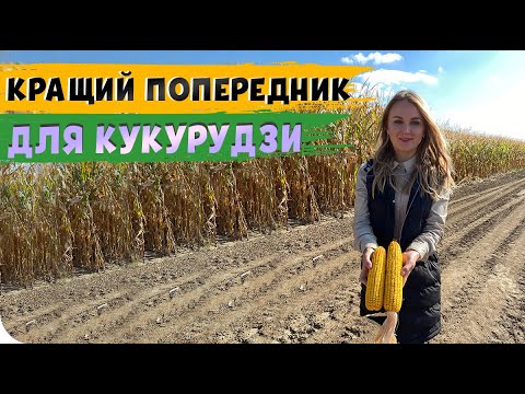 Видео: ЩО СІЯТИ ПЕРЕД КУКУРУДЗОЮ? #ОсновиЗемлеробства