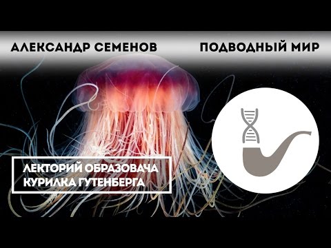 Видео: Александр Семенов - Подводный мир холодных морей