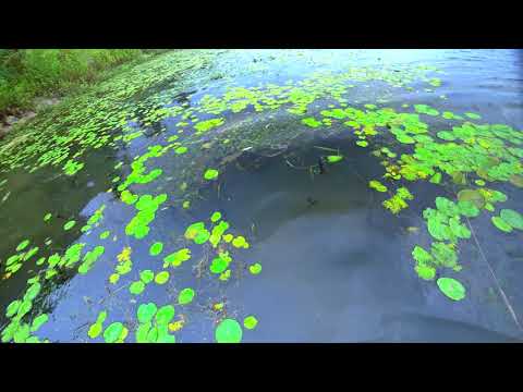Видео: Первый осений выход на сазана