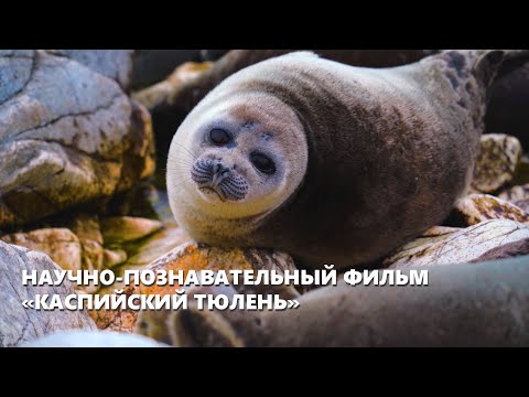 Видео: Научно-познавательный фильм «Каспийский тюлень» | NCOC