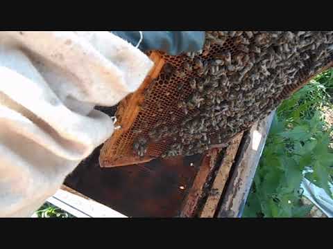 Видео: Как грамотно сделать отводки и подселить  покупные матки