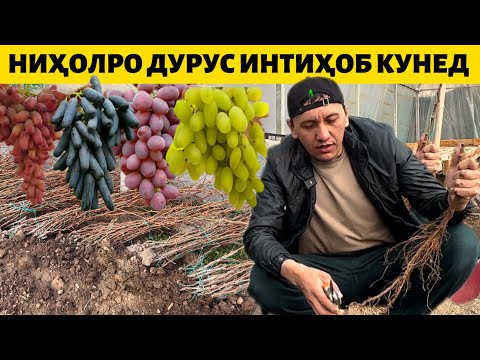 Видео: Нихолҳои ангур Аватар, Маникюр фингер, Приображения, Кардинал, Шохона