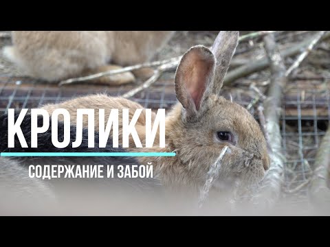 Видео: забой и разведение кроликов