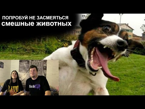 Видео: ПОПРОБУЙ НЕ ЗАСМЕЯТЬСЯ 2 часть ДЛЯ ГЛУХИХ