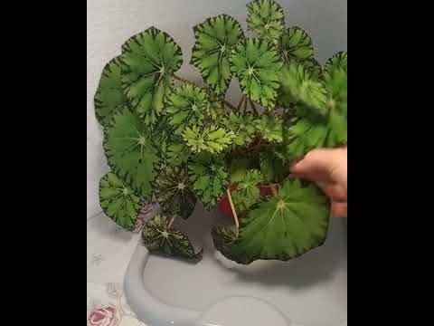 Видео: #263 Бегония декоративнолиственная тигровая Бауэра