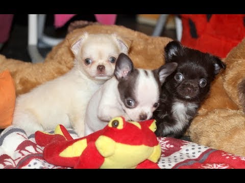 Видео: Малявочки***Щенки ЧИХУАХУА 1,5 месяца