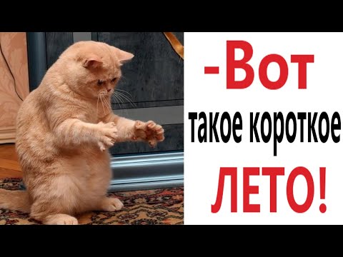 Видео: Лютые приколы. КОТ ЛЮБИТ ЛЕТО!!! Засмеялся проиграл! Тест на психику! – Domi Show!