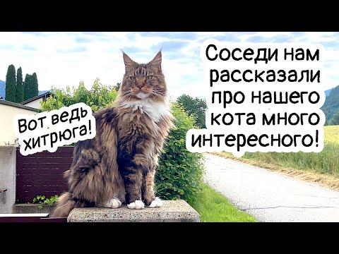 Видео: Тайная жизнь кота Арчи. Разговор с соседями, ну и котик!