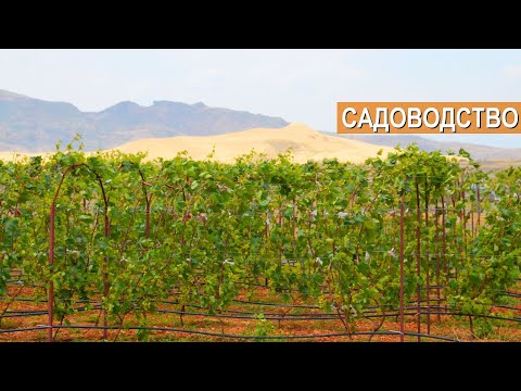 Видео: Фруктово-ягодный сад в хозяйстве Дингалова Асхаба