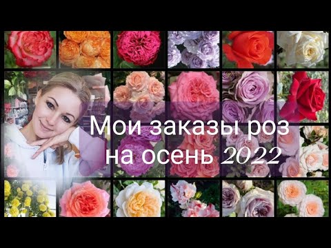 Видео: Vlog-197 Саженцы РОЗ из Элит, Розомании, Ольга-Розы на осень 2022г.