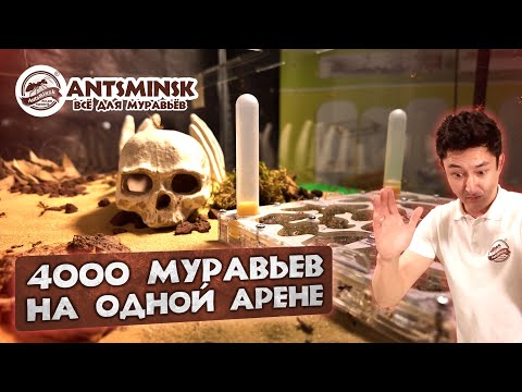 Видео: ГИГАНТСКАЯ МУРАВЬИНАЯ ФЕРМА, переселили 4000 муравьев, спасли целую семью муравьев!