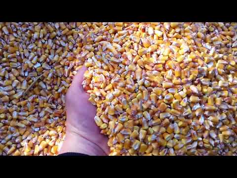 Видео: Жнива 2019р Кукурудза