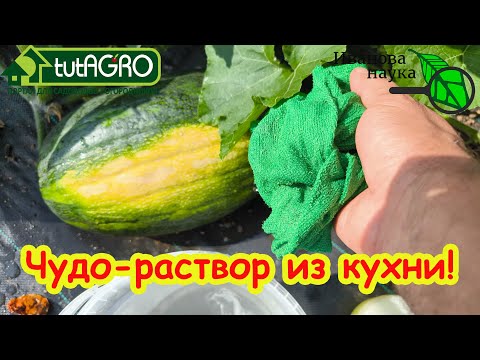 Видео: ТЫКВЫ НЕ ГНИЮТ, ХРАНЯТСЯ ДО НОВОГО УРОЖАЯ и ДАЖЕ ДОЛЬШЕ! Всего 3 шага к сладким тыквам. Часть 1.