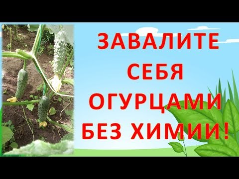 Видео: КАК ЗАВАЛИТЬ СЕБЯ ОГУРЦАМИ БЕЗ НИТРАТОВ И ВСЯКОЙ ХИМИИ Как выращивать огурцы  #garden