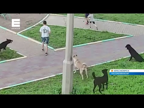Видео: Стая собак оккупировала двор в Красноярске и держит в страхе целый микрорайон