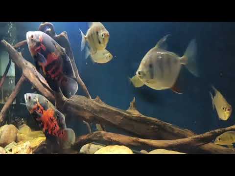 Видео: Цихлиды Южная Америка и мускусная черепаха.Подводный мир аквариума