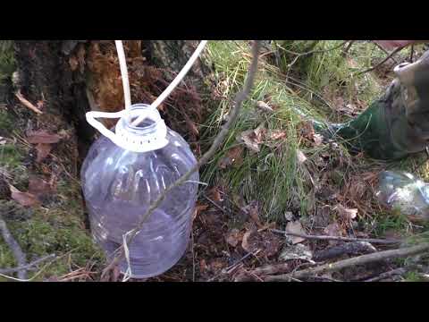 Видео: Простой способ сбора берёзового сока