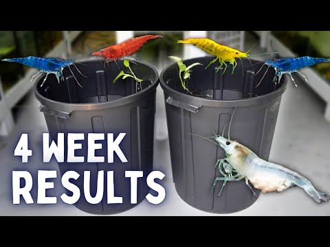 Видео: Удивительно! Разведение разноцветных креветок в контейнерах! Без фильтров и подмен воды!