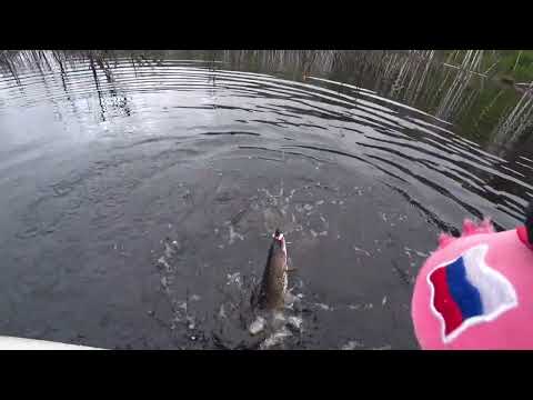 Видео: Трофейная рыбалка на Нижне-Бурейском водохранилище.