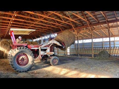 Видео: Большой переезд скота