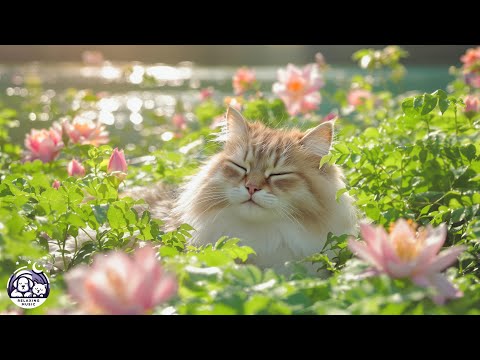 Видео: (БЕЗ РЕКЛАМЫ) Кошачье ТВ 🐾 Мягкие колыбельные и успокаивающая музыка для кошек | Идеальные звуки ...