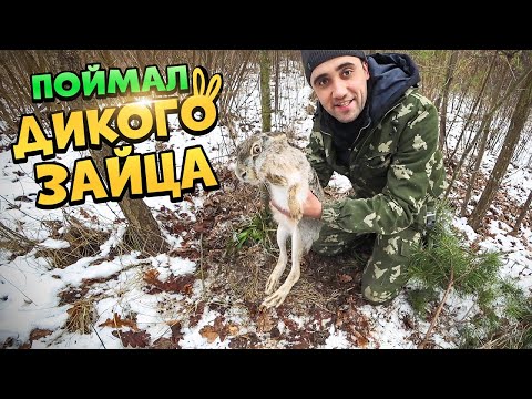 Видео: Жизнь в лесу! [2-Часть] Поймал дикого зайца! Заяц тушеный с овощами  в казане.