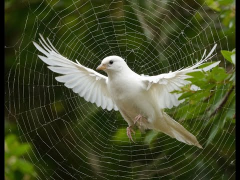 Видео: 🔔ЛОВУШКА ВАШЕЙ ДУШИ🕸️