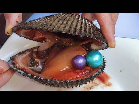 Видео: Никогда бы не подумал, что в арктических меховых панцирях есть жемчуг! жемчуг