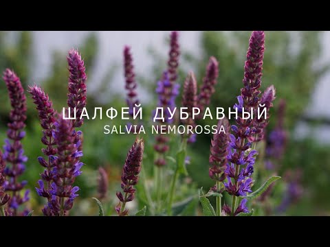Видео: ШАЛФЕЙ ДУБРАВНЫЙ ОТ ПОСЕВА И ДО ЦВЕТЕНИЯ (SALVIA NEMOROSSA)