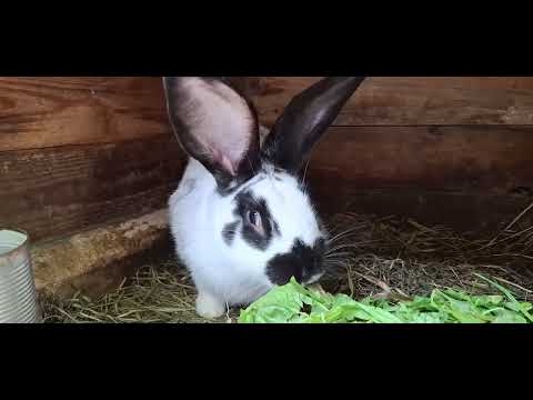 Видео: Кролики на даче. Завтрак крольчат! Как им вкусно ... мммммм