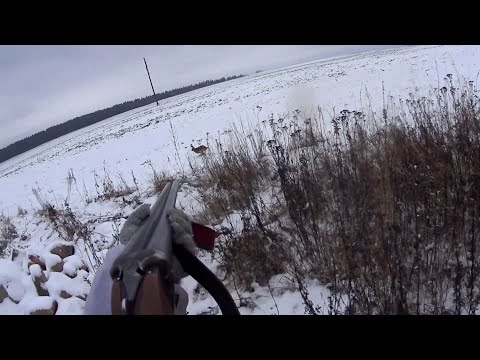 Видео: Охота на зайца. СТАЛЬНАЯ ВЫДЕРЖКА и ПЕРВЫЙ СНЕГ 2022 ГОДА. Осенне-зимний сезон 2022-2023 года