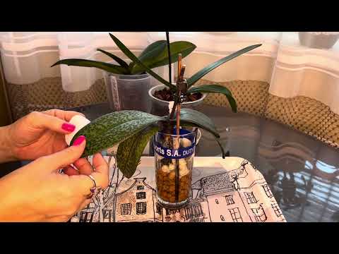 Видео: Реанимация Орхидеи (три варианта размещения )