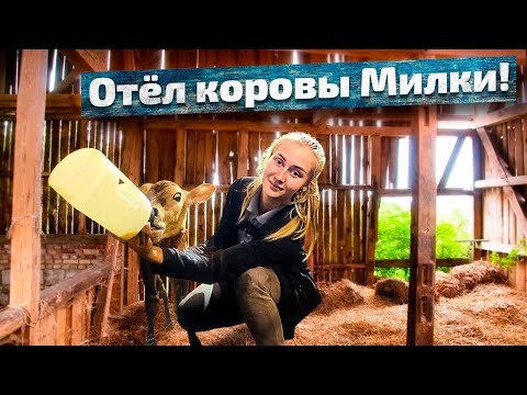 Видео: Отёл коровы Милки и ВАЖНОЕ объявление! | Молодая Ферма