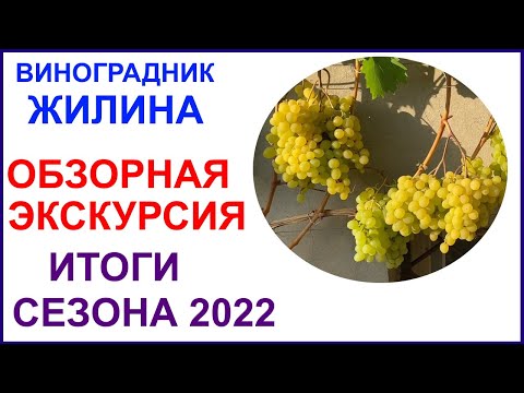 Видео: Обзор виноградника Вадима Жилина. Лучшие сорта и ГФ по итогам 2022 года